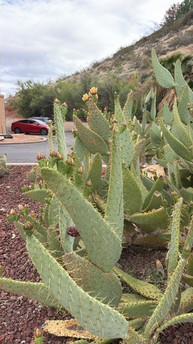 Texas Pricklypear