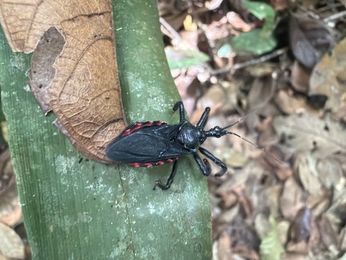 Apiomerus geniculatus