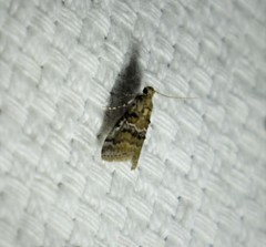 Pococera texanella