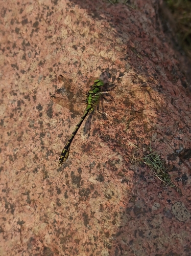Green Snaketail