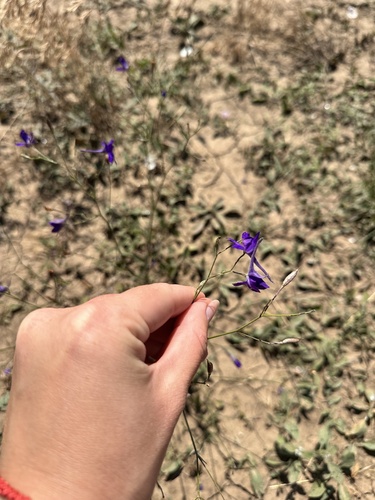 Forking Larkspur