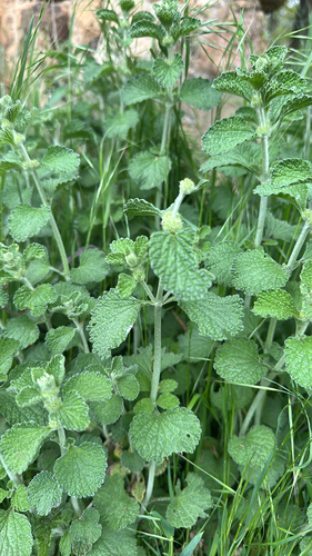 White Horehound