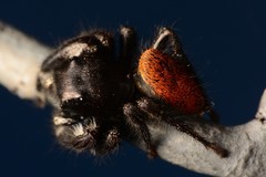 Phidippus princeps