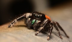 Phidippus princeps