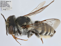 Megachile apicalis