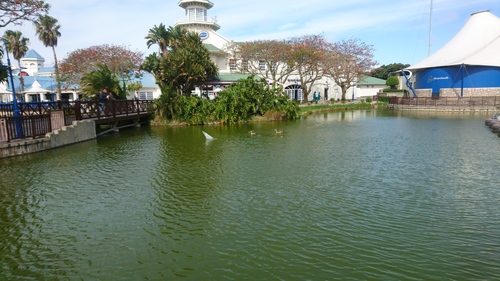 iNaturalist image