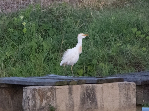 iNaturalist: (c) Kay Persia, some rights reserved (CC BY-NC), uploaded by Kay Persia iNaturalist image