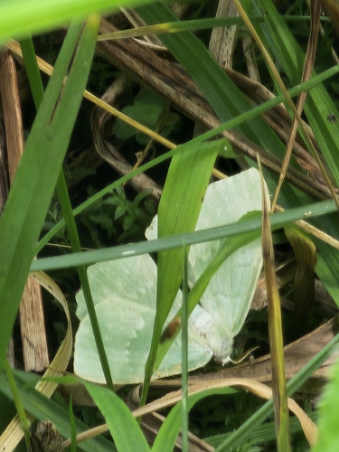 Large Emerald