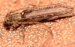 Elaphidion mucronatum