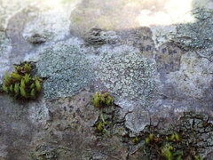Buellia griseovirens