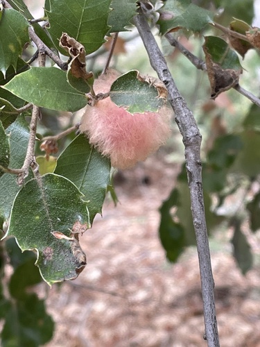 iNaturalist observation photo of Oak Gall Wasps