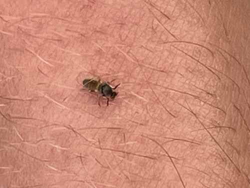 Common Blackflies