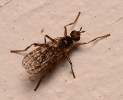 Boreothrinax maculipennis