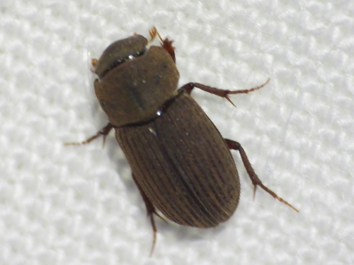Ataenius imbricatus
