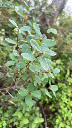 bog bilberry