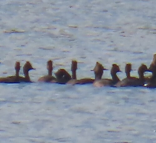 iNaturalist image