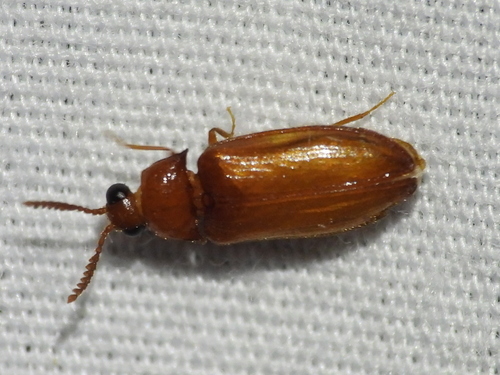 Texas Beetle