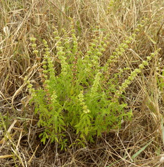 Ocimum americanum americanum