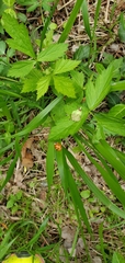 Harmonia axyridis