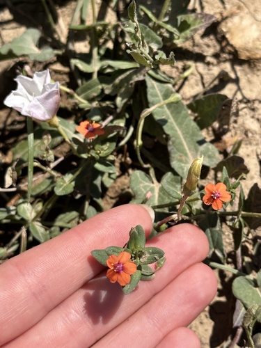 scarlet pimpernel