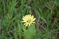 Pyrrhopappus pauciflorus