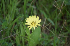 Acmaeodera