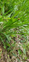 Harmonia axyridis