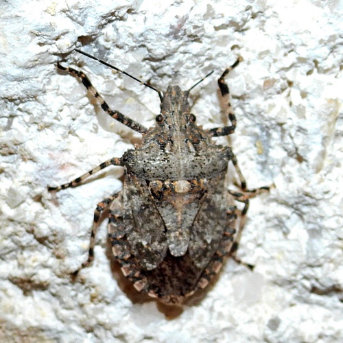 Rough Stink Bugs
