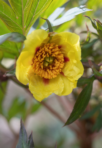 Paeonia delavayi