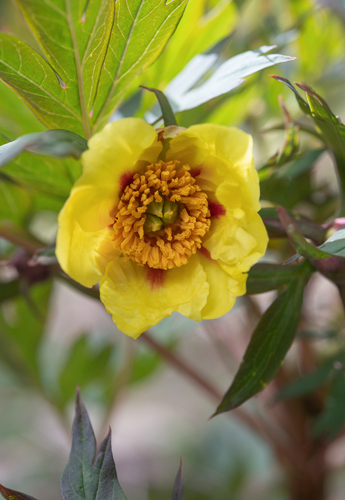 Paeonia delavayi, photograph 1