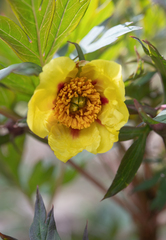 Paeonia delavayi, photograph Morten Ross, CC BY, iNaturalist via GBIF