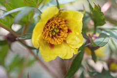 Paeonia delavayi, photograph Morten Ross, CC BY, iNaturalist via GBIF