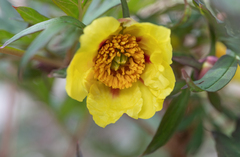 Paeonia delavayi, photograph Morten Ross, CC BY, iNaturalist via GBIF