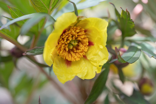 Paeonia delavayi, photograph 4