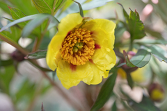 Paeonia delavayi, photograph Morten Ross, CC BY, iNaturalist via GBIF