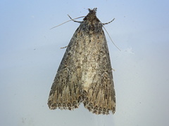 Condica mersa