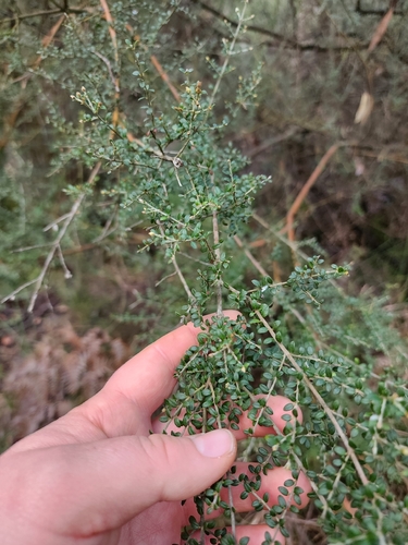 mountain Mirbelia