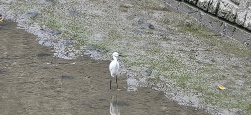 iNaturalist image