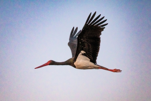 iNaturalist image