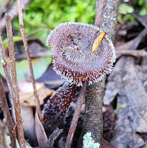 Dendrostilbella mycophila