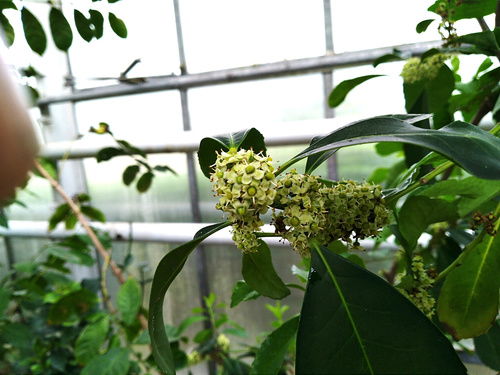 Ilex paraguariensis