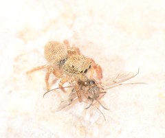 Habronattus borealis