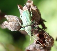 Phyllobius maculicornis