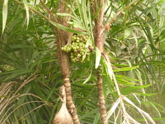 Bactris setosa