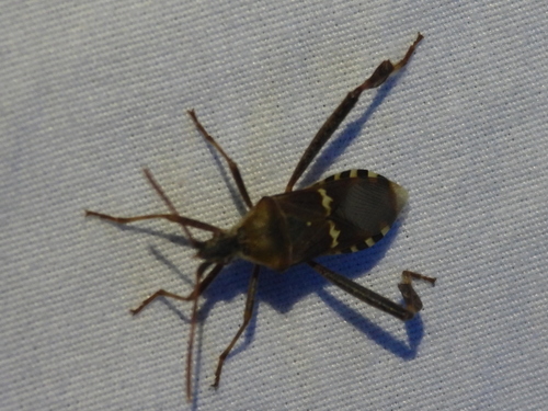 Western Leaf-footed Bug