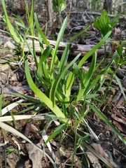 Poa remota