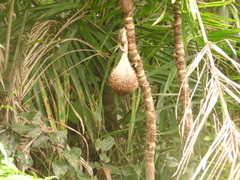 Bactris setosa