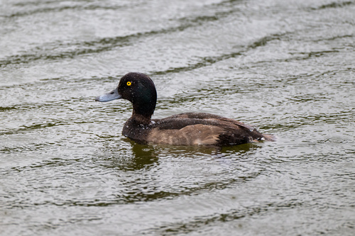 iNaturalist image
