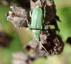 Phyllobius maculicornis