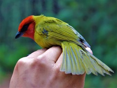 Piranga erythrocephala